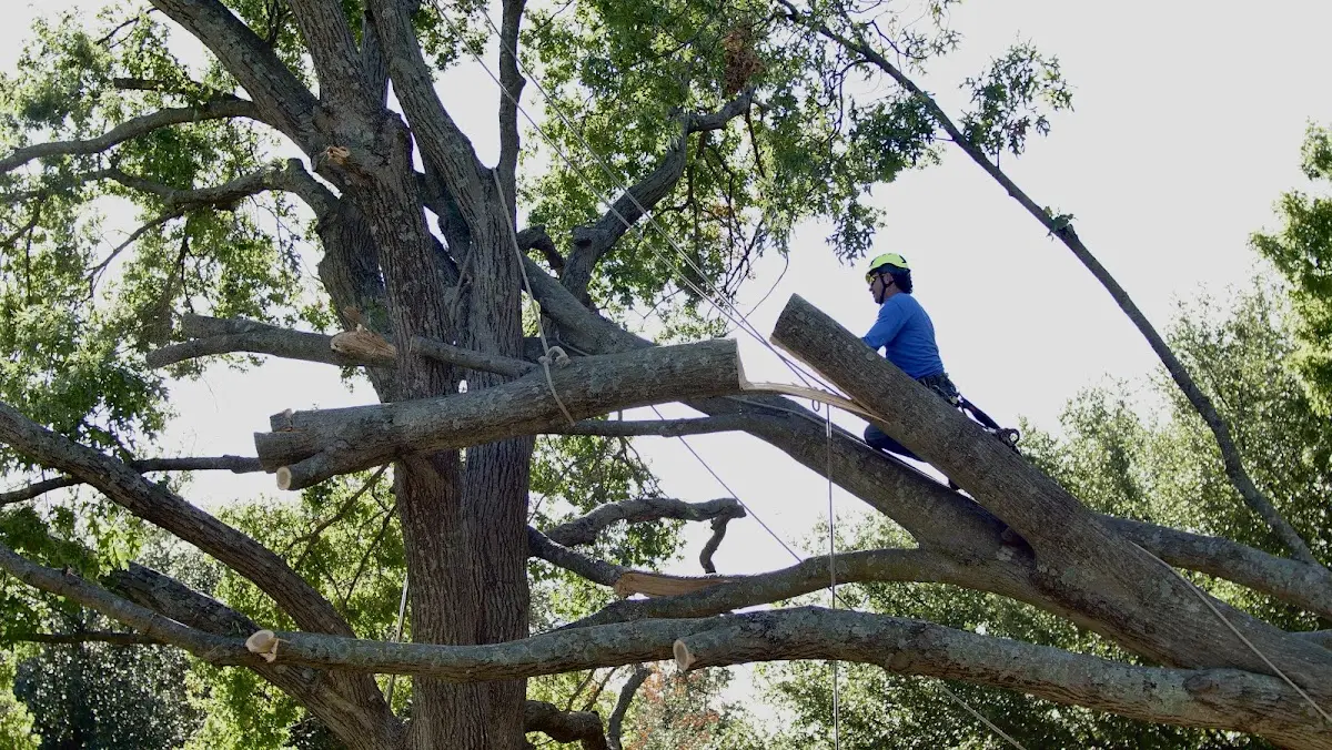 Professional Crown Thinning performed by certified arborists in Olpe