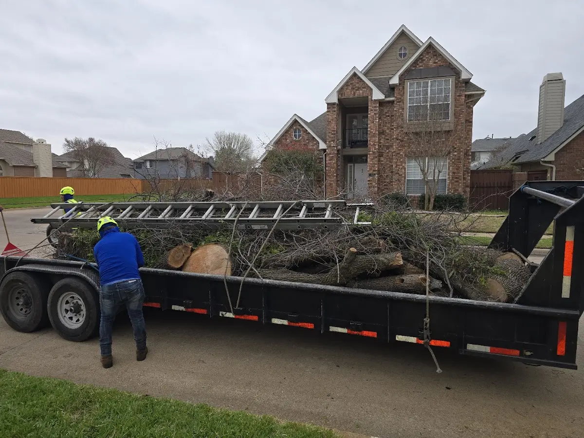 Expert Tree Removal with proper safety equipment in Olpe
